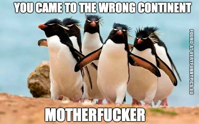 Penguins Saying "You Came to the Wrong Continent!"