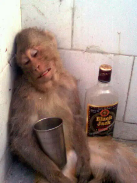 Drunk Monkey with an Empty Bottle of Black Jack - HILARIOUS!