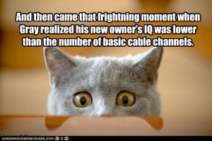 funny picture of cat realizing its owners stupidity