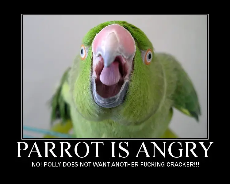 This Parrot is very angry and cannot help being funny
