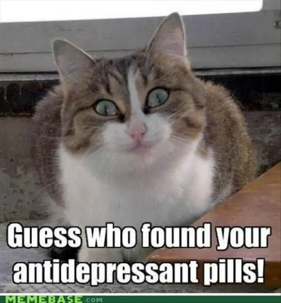 Funny, Big-Eyed Cat That Found Antidepressant Pills.