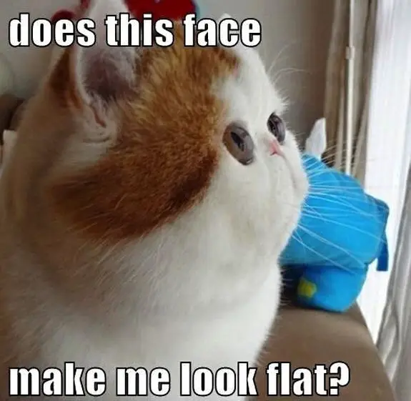 funny-cat-face