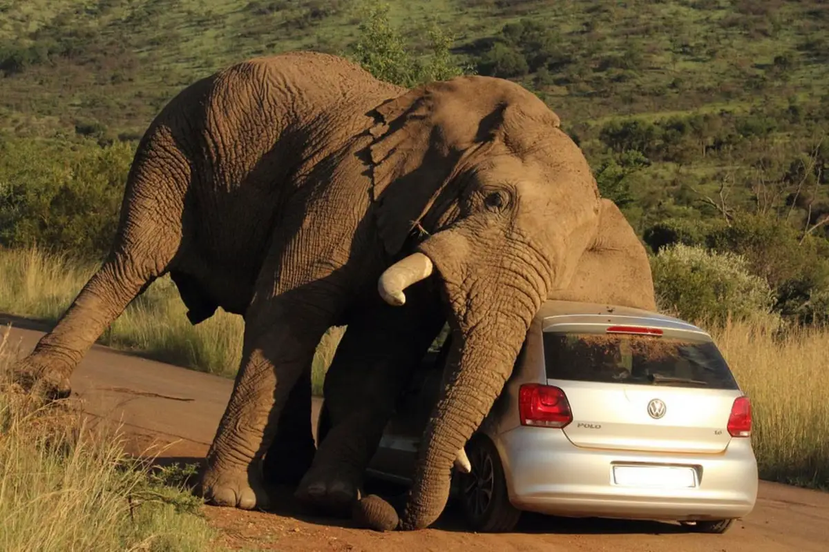 elephant-relieves-an-itch-on-a-small-car