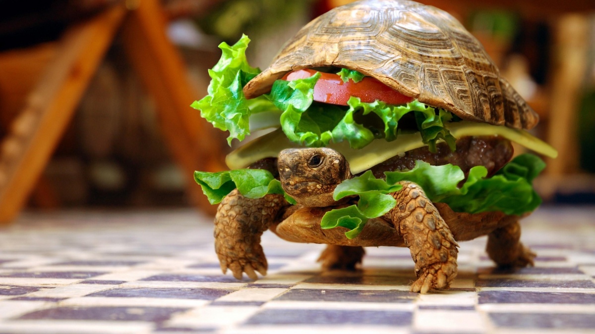 Funny-Eatable-Turtle