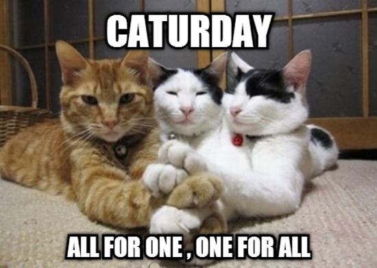 Caturday-All-For-One-One-For-All