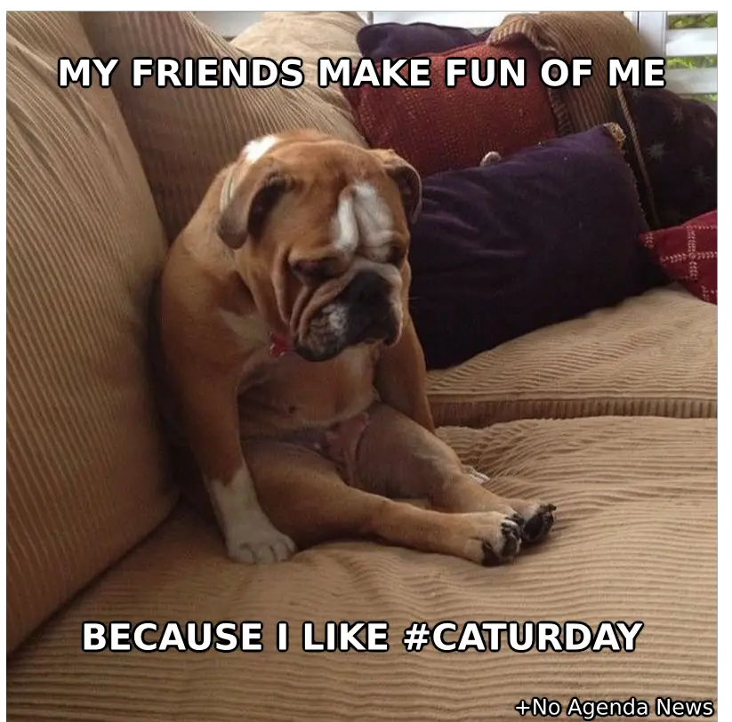 Dog-That-Likes-Caturday-Meme