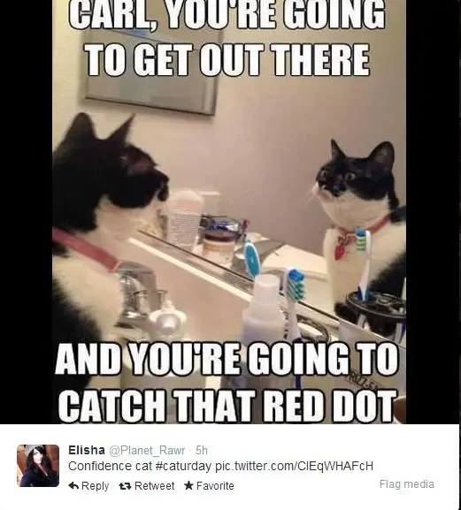 cat-confidence-about-catching-red-dot