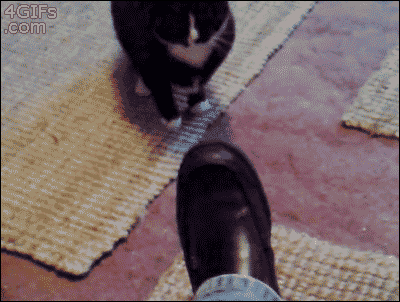 cat-shining-shoes