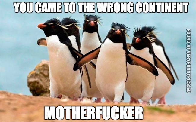 funny animal jokes -penguins