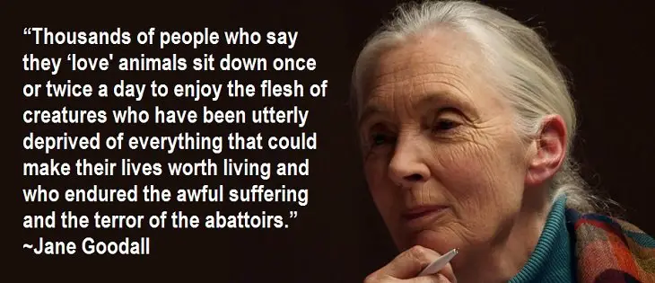 Jane Goodall Quotes About Animal Cruelty