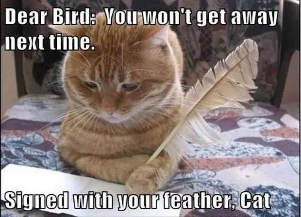 Cat Jokes About Bird