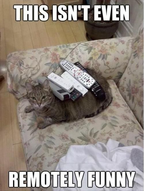 Cat Puns About Remote Controls
