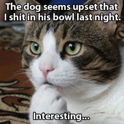 The dog seems upset - the thought of a cat