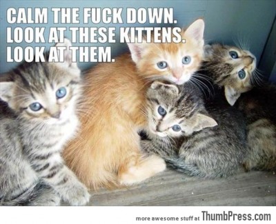 Look at These Kittens and Calm Down - Funny Pictures
