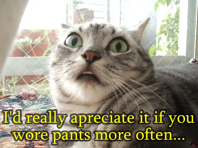 Amazed Cat Saying Something Really Funny