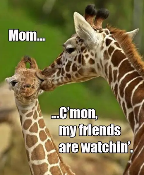 Funny-Giraffe-Pic