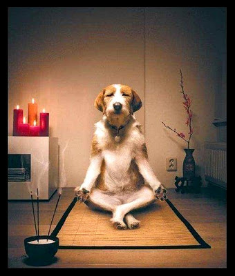 Dog Meditating - Funny Picture