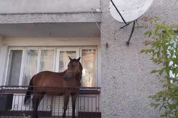 Horse-On-The-Balcony