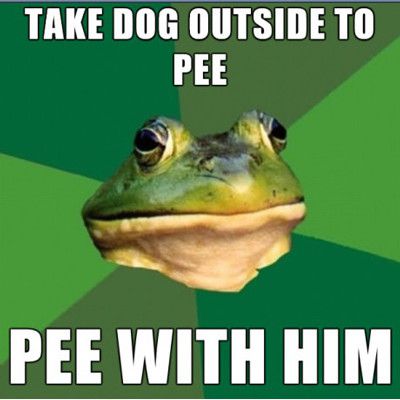 take-dog-outside-to-pee