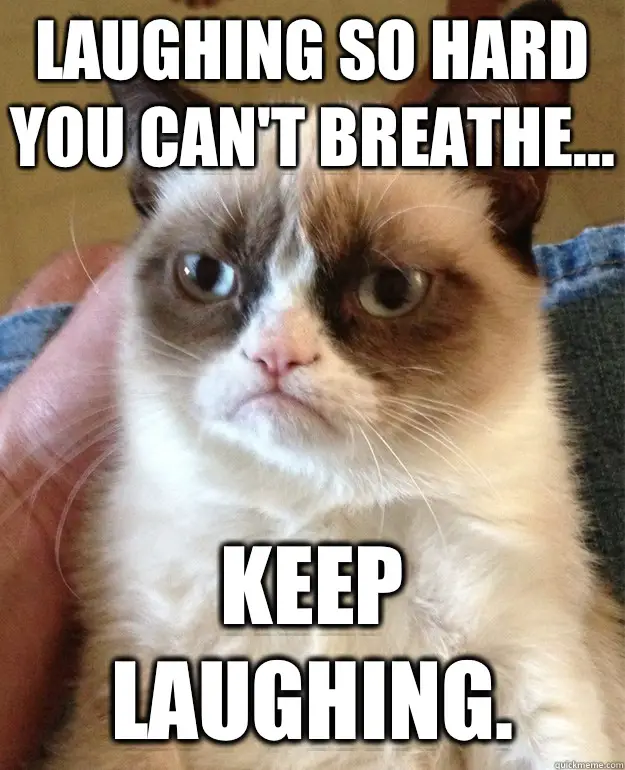 Laugh At 17 Funniest Grumpy Cat Pictures