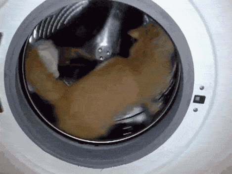 Cat-Playing-In-Washing-Machine