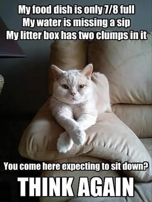 Caturday 2014: Cute Cat Gifs + Funny Kitten Pics