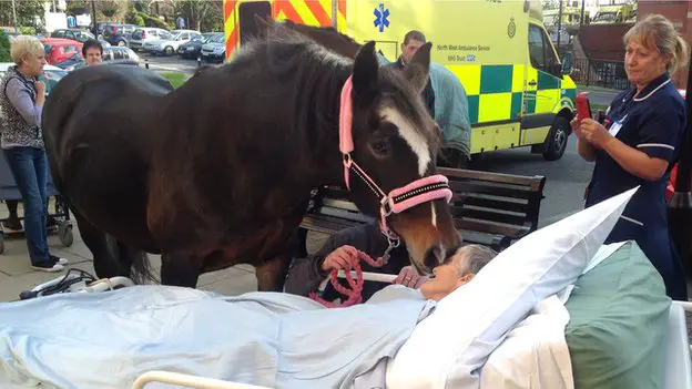 cancer-patient-farewell-to-horse