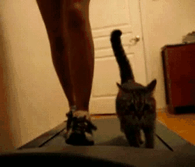 cat-on-treadmill