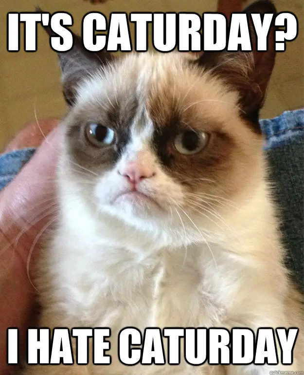 grumpy-cat-caturday