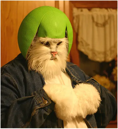 helmet-cat-halloween-costume