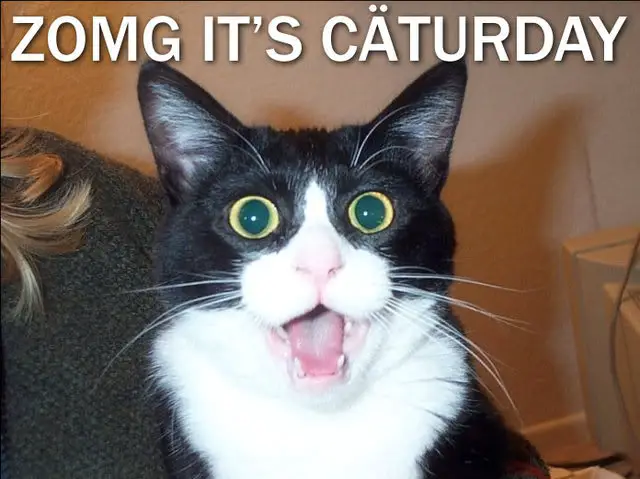 its-caturday-2014