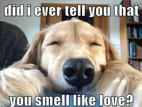 Funny Smelly Dog