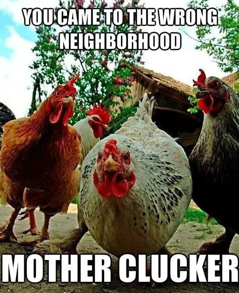 Funny Chicken Jokes About Anger