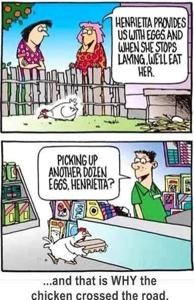 73 Funny Chicken Jokes Why Did The Chicken Cross The Road