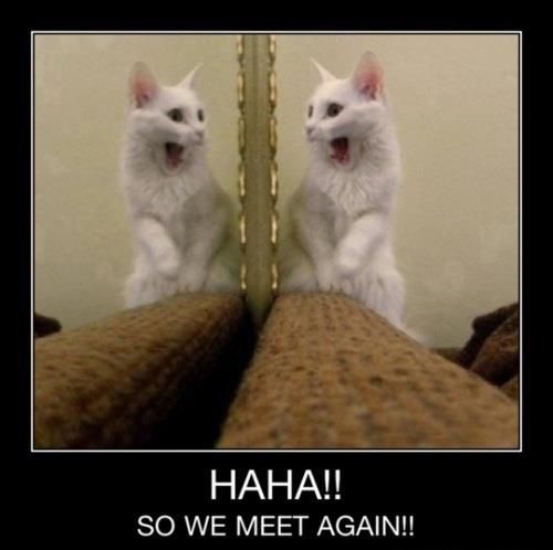 Cat Jokes About Mirror Reflection