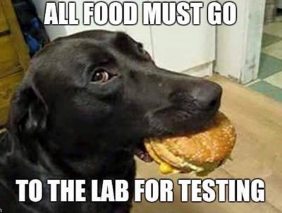 Dog Pun About Food
