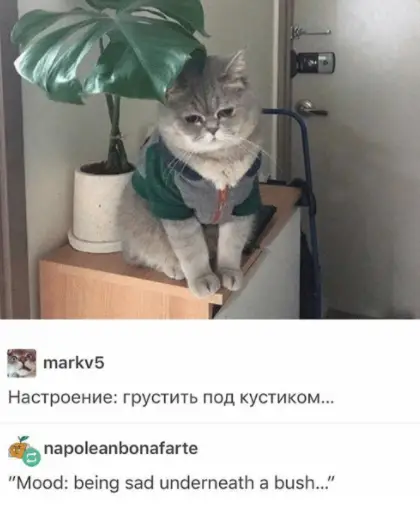 Russian Cat Meme About Sad Mood