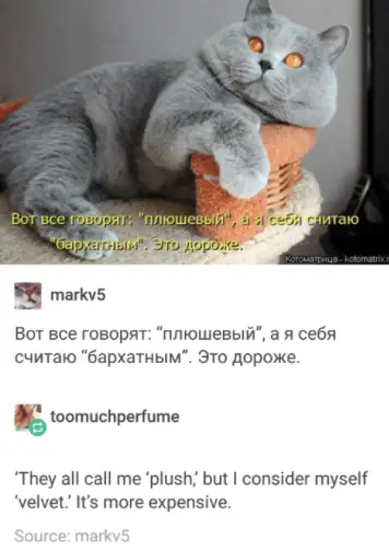 Russian Cat Meme About The Velvet