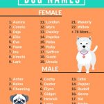 99+ [Unique] Funny & Serious Dog Names You Need To Know