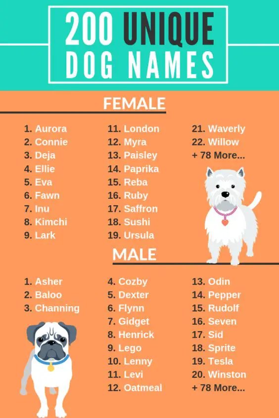 Really funny dog names