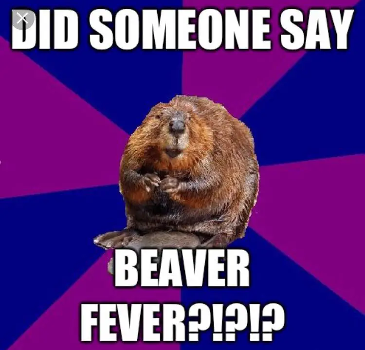 Funny Beaver Meme