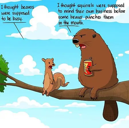 Beaver Meme About The Squirrels