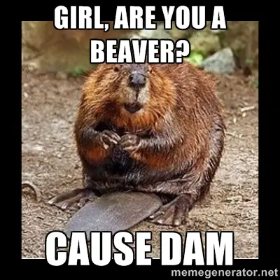 Beaver Meme About The Girl