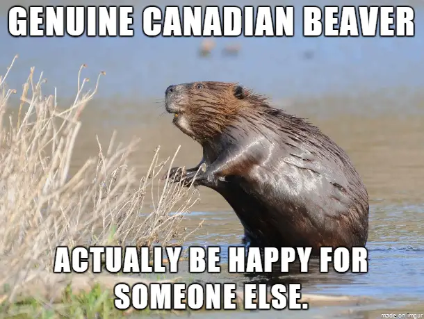 Meme About The Canadian Beaver