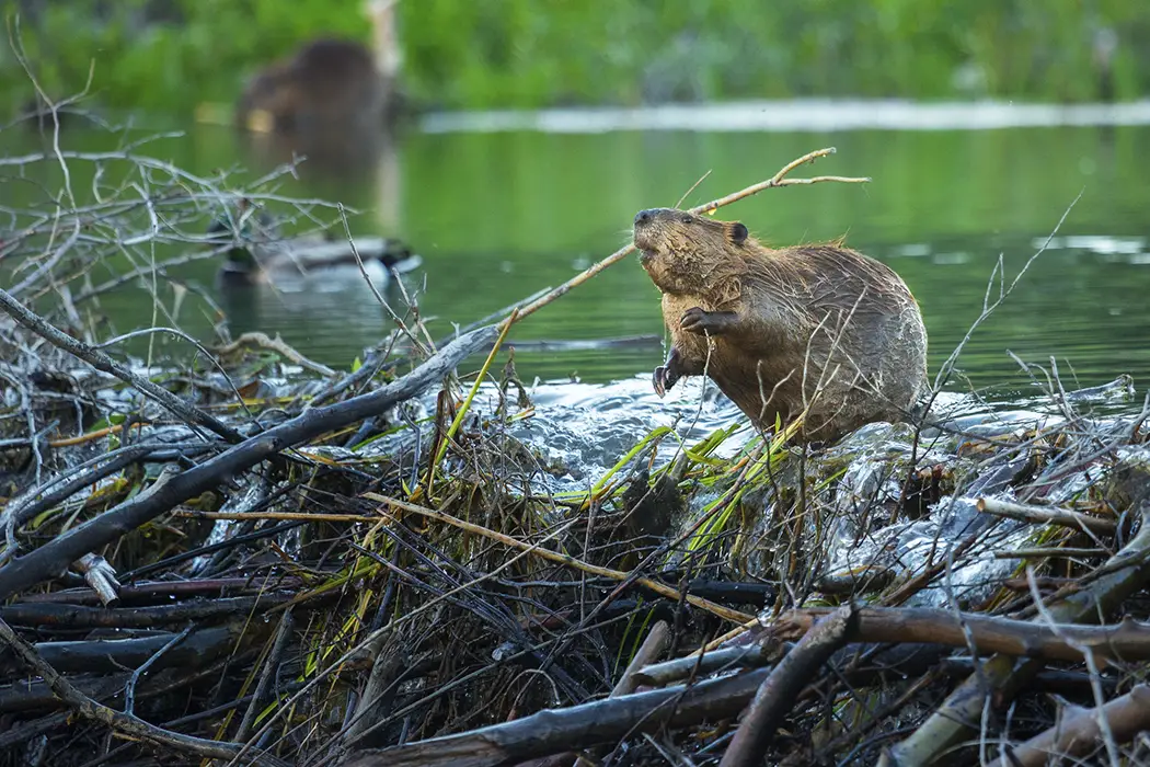 Busy Beaver On The Dam