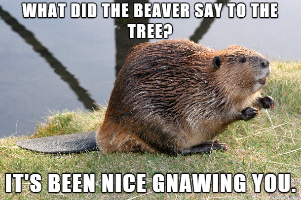 Good Beaver Pun About The Tree