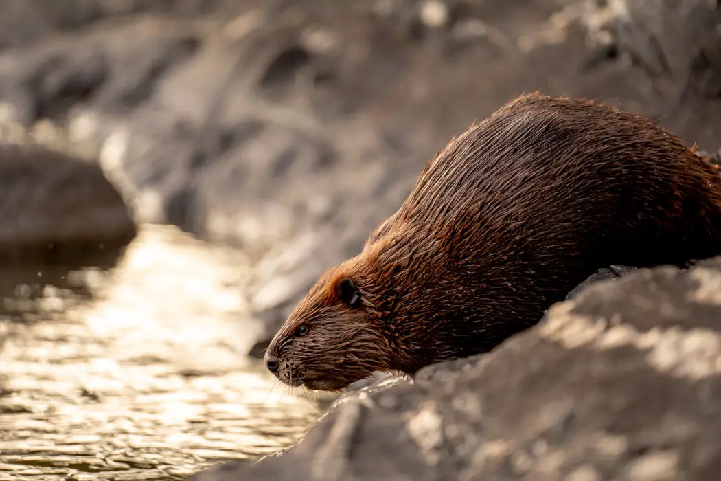 Brown Beaver At The River