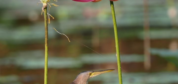 Bittern With Its Legs Wrapped Around The Flower