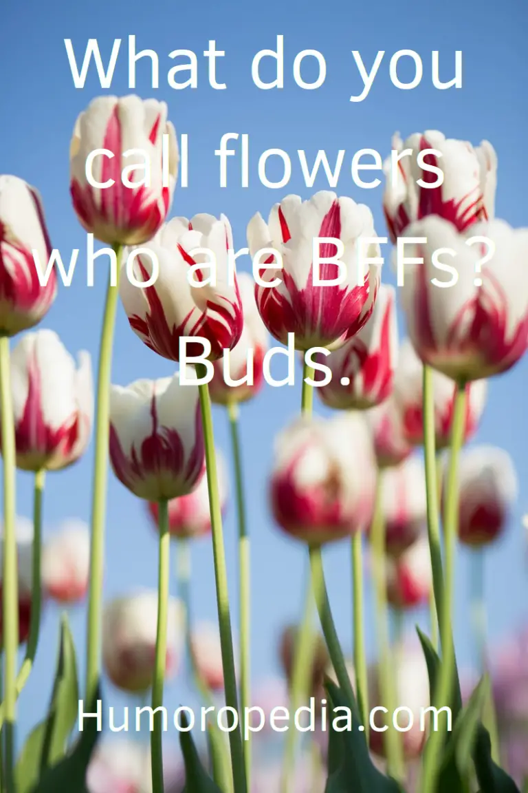 99+ Best Flower Puns & Jokes So Funny You’ll Definitely LOL