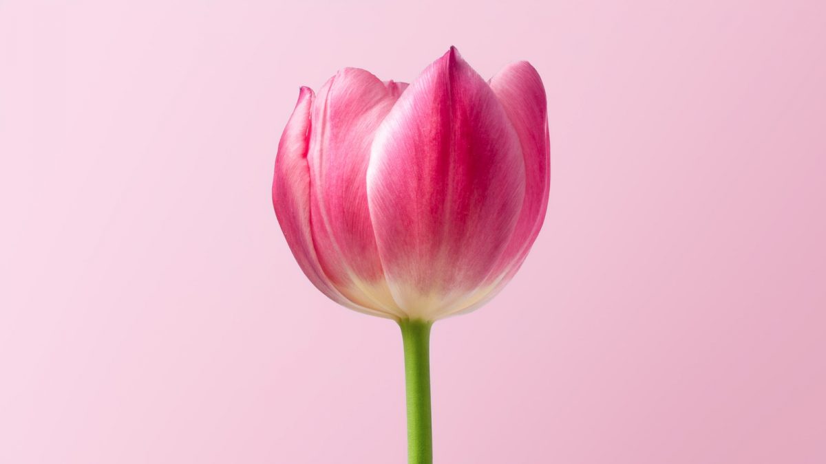 Pink Tulip